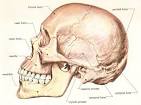 human <b>skull</b>, side view
