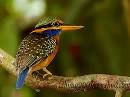 Rufous-collared Kingfisher | A Birder´s Blog
