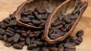 Trái cacao - trồng nhiều ở Miền Tây Nam Bộ Images?q=tbn:ANd9GcR6tNiCZOfxalzusFOE8iqZI5xFzjrqw_JhSdmvshw4LLSergQ&t=1&usg=__tnG90R8j77shEbhrF7Qgu431ODE=