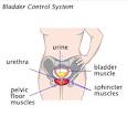 <b>Urinary incontinence</b> fact