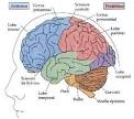 <b>cortex cerebral</b> couches