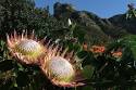 Kirstenbosch | SANBI