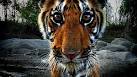 Watch the Youngest Wild Tiger Cubs Ever Caught on Film
