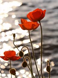 Image result for poppies