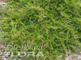 Image result for Acacia aculeatissima