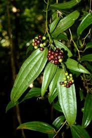 Image result for "Smilax ferox"