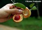 <b>Myristica fragrans</b>