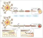 <b>Guillain</b>-<b>Barre syndrome</b> is a