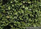 Photo: <b>Laurus</b> nobilis 1.