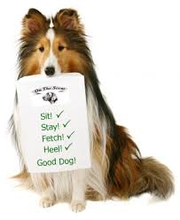 Dog Training - sit-stay-fetch-heel-11362598-dog-training.287175444_std_1_