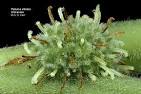 <b>Urticaceae</b>