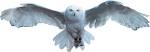Hedwig pronunciation