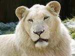 File:WHITE LION.jpg - Wikipedia, the free encyclopedia