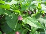 File:<b>Scopolia</b> japonica-03.jpg
