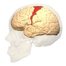 Primary Motor <b>Cortex</b>