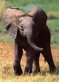 Elefantët kanë frikë nga milingonat Images?q=tbn:ANd9GcRCDfCRtf23yOwY_XOQhOEYUXii1cUepOKdWlGhfcDPYeErqYA&t=1&usg=__PujxWL-TrOabI6TcXRYBT24pCEE=