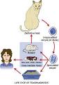 <b>Toxoplasma</b> gondii Life Cycle