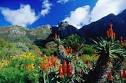 Kirstenbosch Botanical Garden - Kapstadt entdecken!
