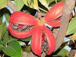 <b>Sterculia</b> foetida.jpg