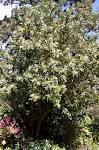 Palheiro Gardens - <b>Drimys</b>