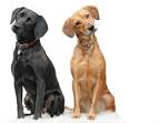 Pet Care Products, Dog Grooming Supplies, Dog Health Products
