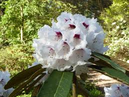 Image result for "Rhododendron coriaceum"