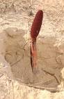<b>Cynomorium</b> coccineum