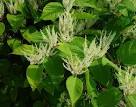<b>Polygonum cuspidatum</b> Sieb.