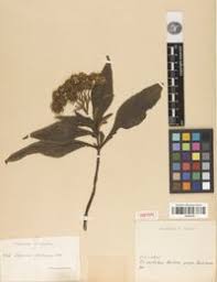 Image result for Polymnia fruticosa