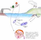 amebic <b>meningoencephalitis</b>