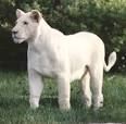 The WHITE LION