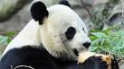 Cause of panda cub death still unclear - CNN.