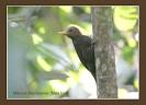 Maroon Woodpecker - BirdForum Opus