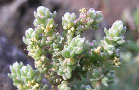Image result for 'Chenoleoides'