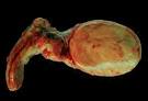 <b>Adrenal</b> Physiology and Pharmacology