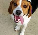 Do Beagles Shed - How to Resolve the Beagle Shedding Nightmare