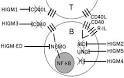 del <b>síndrome</b> de <b>hiper</b>-<b>IgM</b>.