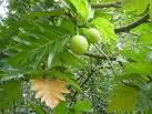 File:<b>Artocarpus</b> altilis.jpg