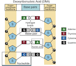 <b>Nucleotides</b> and Bases | Genetics GenerationGenetics Generation