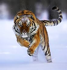 اقوى النمور في العالم Images?q=tbn:ANd9GcRJk42l-L7HtJb5hyXlGVXcYGp0PcOlXTz50QXxjbHg-trrL_fCbw