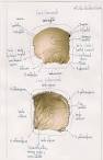 <b>Hueso parietal</b>
