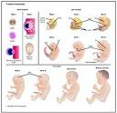 of «Prenatal <b>development</b>»