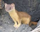 Weasel (Mustela nivalis) - Animals - A-Z Animals - Animal Facts.