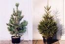 RECYCLING YOUR XMAS TREE | Inhabitat - Green Design Will Save the ...