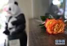 Chinese giant panda Bao Bao dies in Berlin Zoo at age of 34 ...