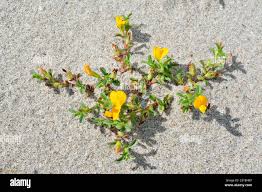 Image result for Ononis variegata