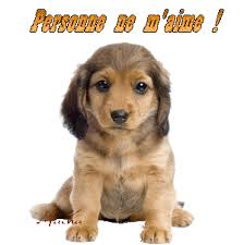 CACHOU - x  beagle/epagneul 10 ans (5 ans de refuge) - Refuge de l'Angoumois à Mornac (16) Images?q=tbn:ANd9GcRNINlHyFlUKXFza6RdtoNoRKHTpWMl3l7N9r2Lpqgct-U7SDFX