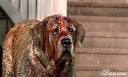 CUJO (25 Anniversary Edition) DVD Review - DVD Review at IGN
