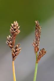 Image result for "Carex glareosa"