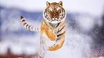 Animal Tiger Wallpaper Full HD | Wallpicshd